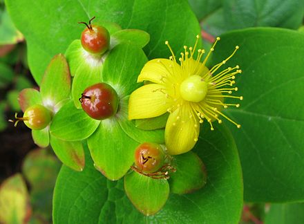 Dziurawiec_barwierski_Hypericum_androsaemum_01